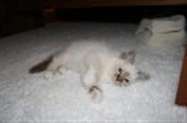 Hellig Birma Izarra's Bentley - Dengang jeg var lille ... billede 5