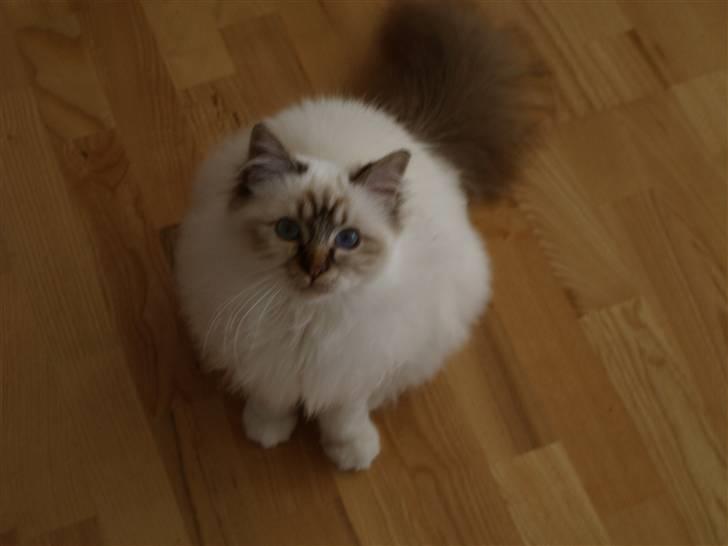 Hellig Birma Izarra's Bentley - Skal vi lege?! billede 6