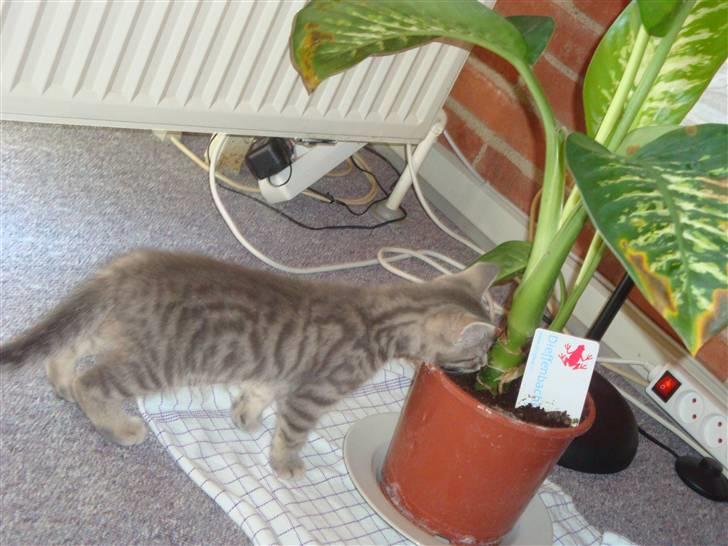 Huskat Lupus billede 2