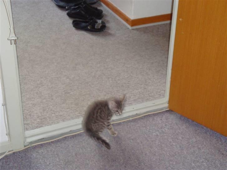 Huskat Lupus - Tør jeg at bevæge mig ud i et nyt rum? billede 3