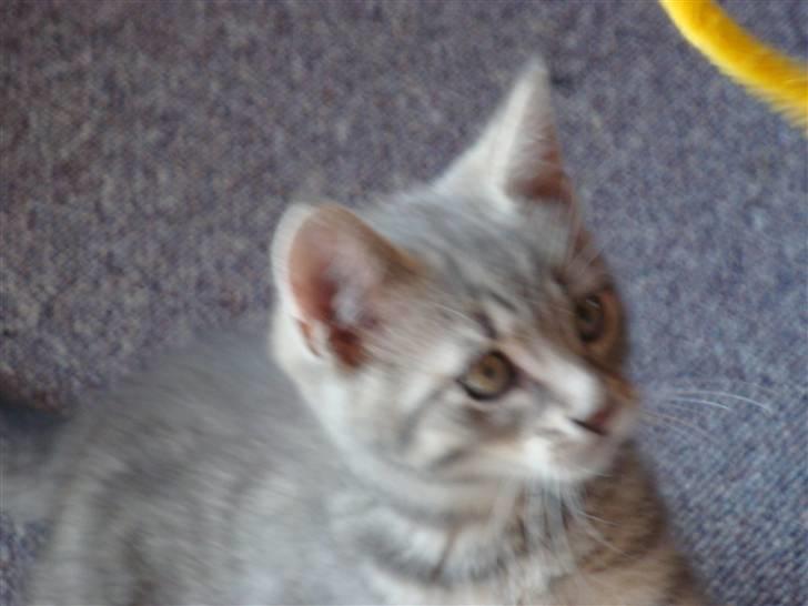 Huskat Lupus - Jeg skal nok høre efter hva i siger :P billede 4