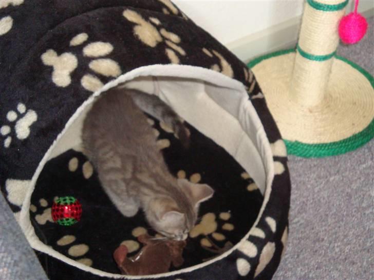 Huskat Lupus - Min helt egen hule med legetøj i billede 5