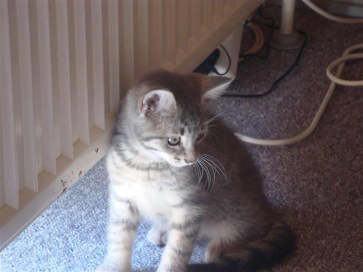 Huskat Lupus billede 6