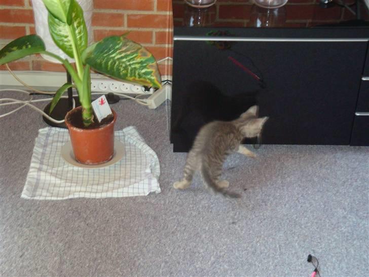 Huskat Lupus - Hvor er den anden kat? billede 7