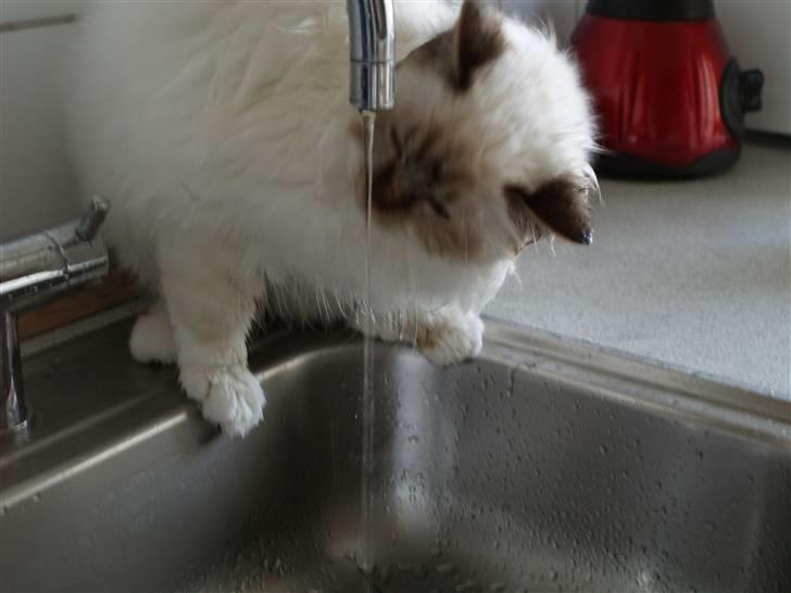 Hellig Birma Izarra's Bentley - Vandpjaskeri er bare det bedste jeg ved billede 7