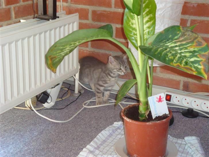 Huskat Lupus billede 8