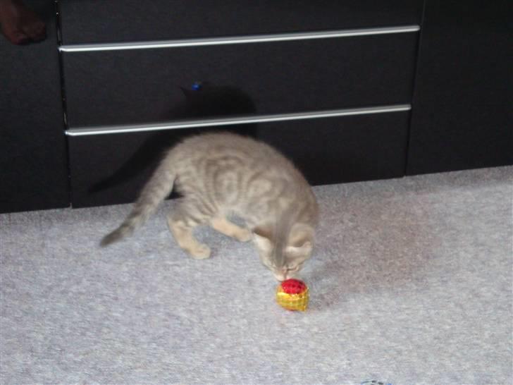 Huskat Lupus billede 9