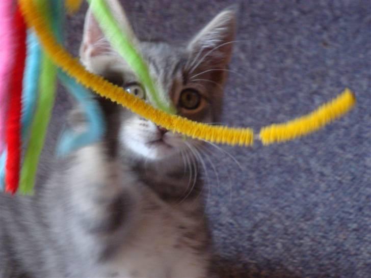 Huskat Lupus billede 10