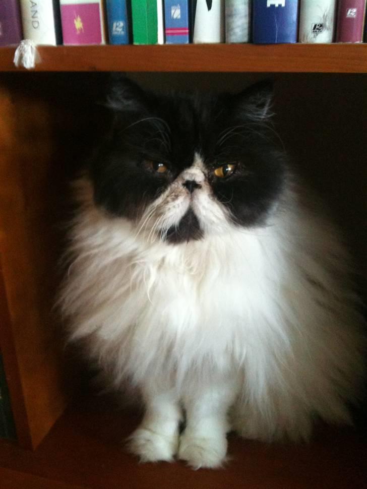 Perser Bonna's Emil - Min bogreolhule, hvor jeg trækker mig tilbage, efter en god gang afslapning billede 4