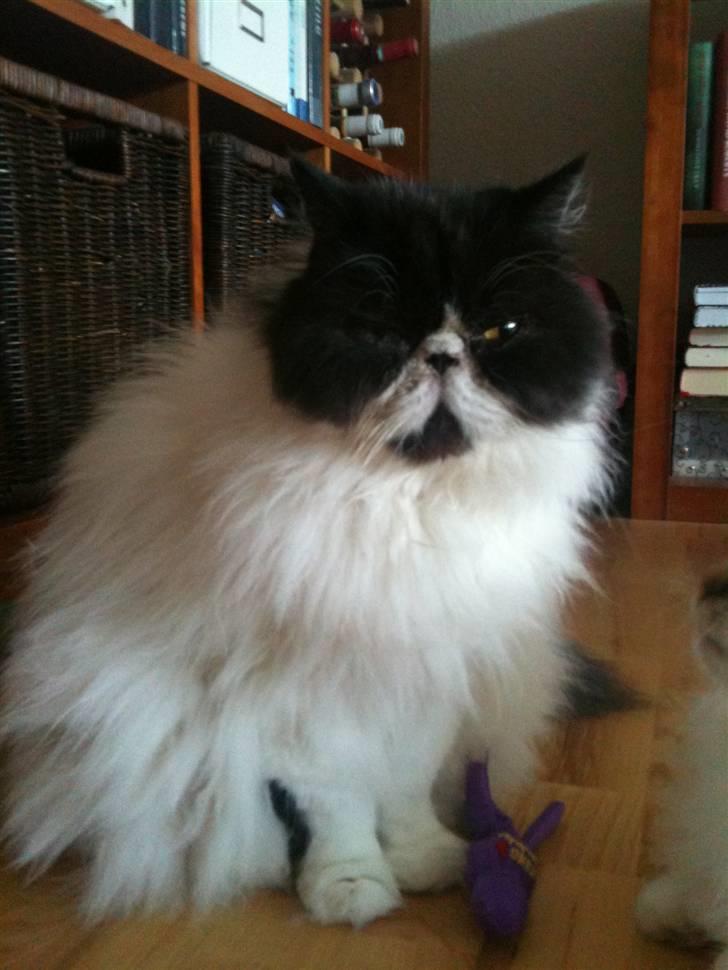 Perser Bonna's Emil billede 5