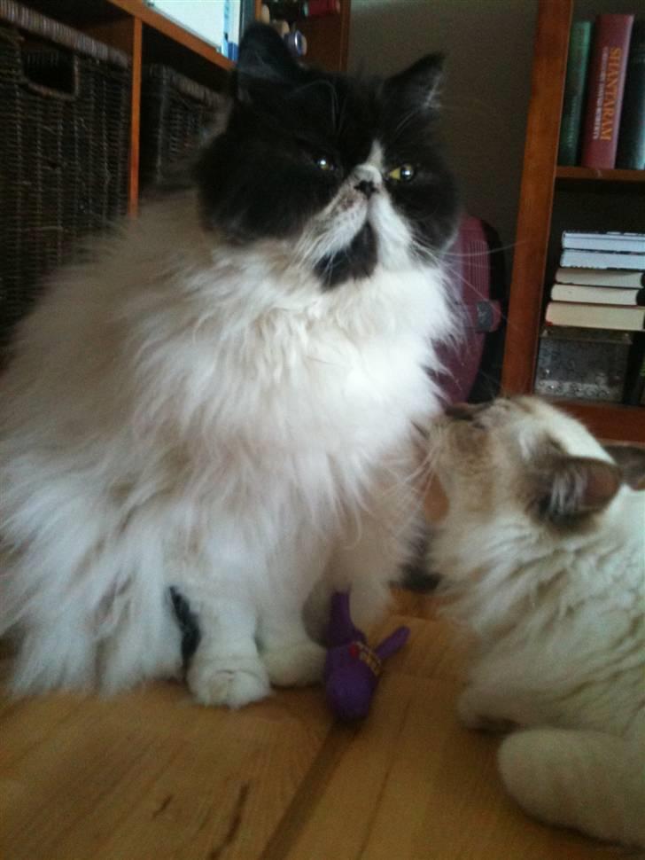 Perser Bonna's Emil - JEG er kongen - små birmaer må nok se, men ikke røre billede 6