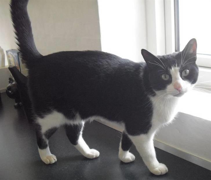 Huskat Loui - Øh..  billede 15