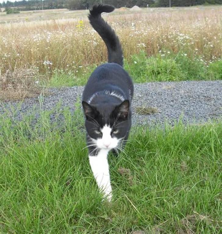 Huskat Loui - Jeg har lige været en tur, ude og gå i det høje græs billede 16