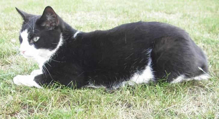 Huskat Loui - Du ved vel at kongen, det er mig! ;) billede 17