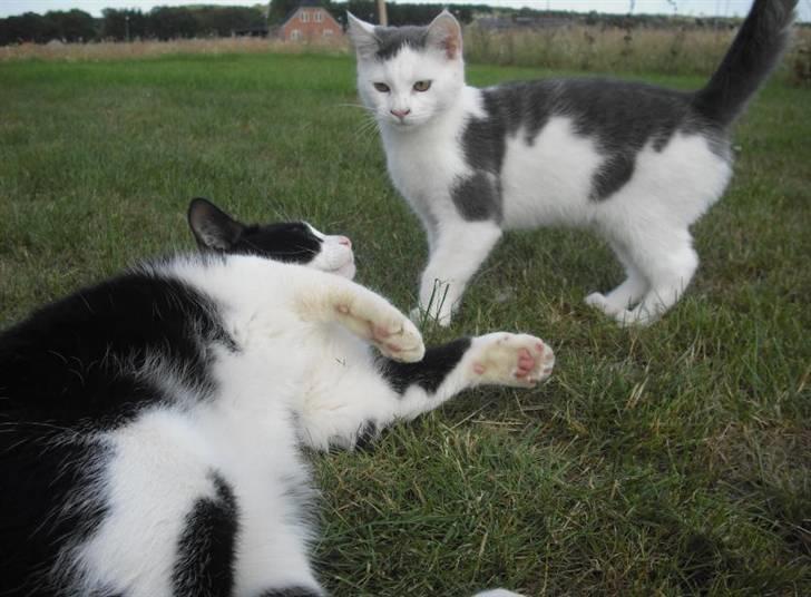 Huskat Loui - Tammie og Loui i græsset billede 18