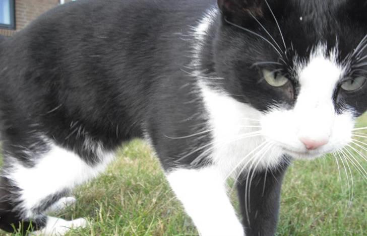 Huskat Loui - Se mig lige billede 19