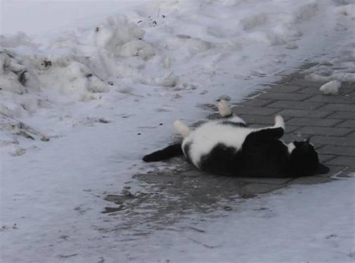 Huskat Loui - Jeg elsker at trille mig på fliserne - også om vinteren! billede 20