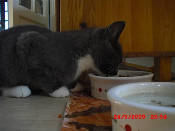 Huskat Møllerhusets Mille - MUMS!!! MAAD!! XD billede 6