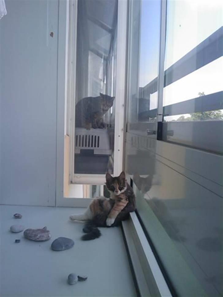 Maine Coon Princess billede 5