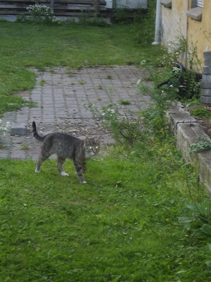 Huskat Misse mor  billede 9