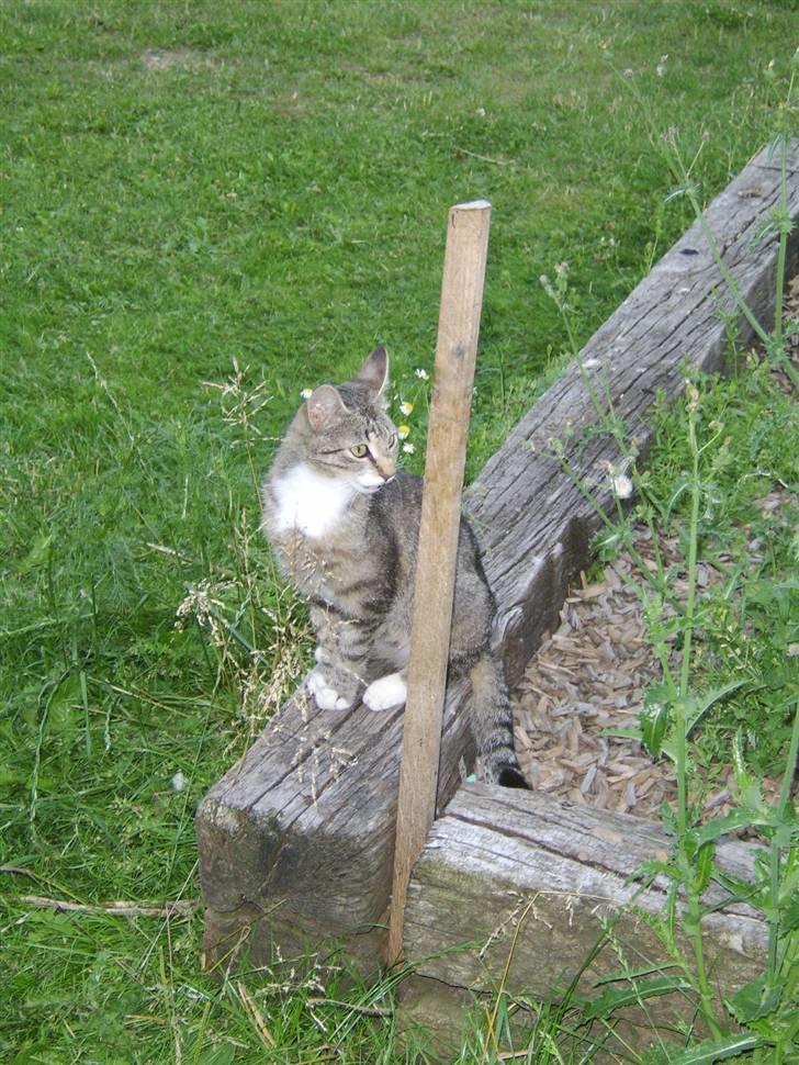 Huskat Misse mor  billede 10