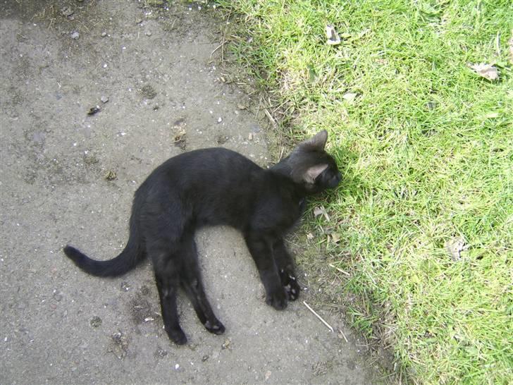 Huskat Sofus - Er væk billede 1