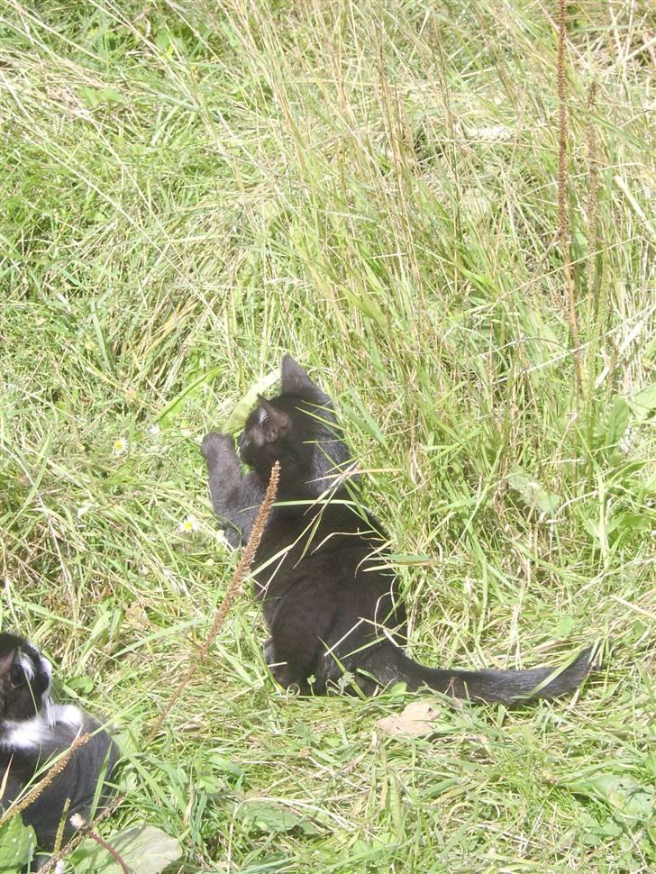 Huskat Sofus - Er væk billede 2