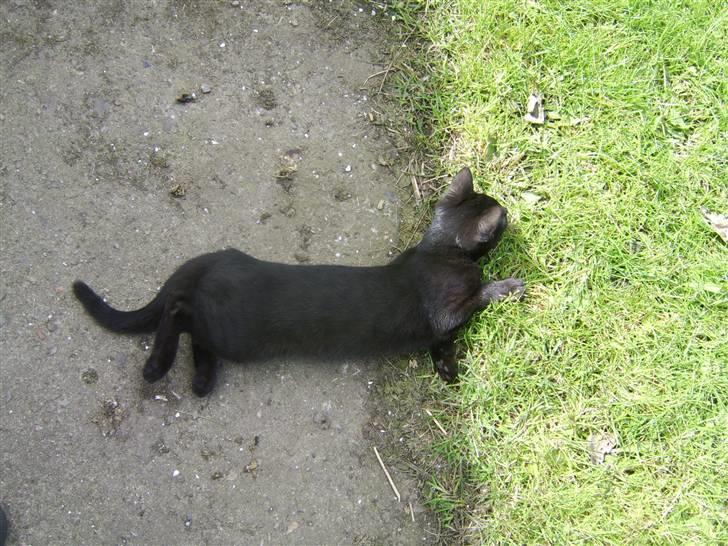 Huskat Sofus - Er væk billede 3