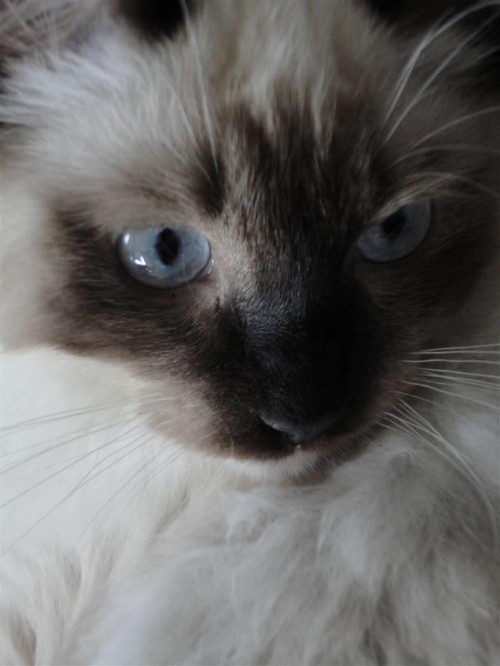 Ragdoll Snow Bear / Kenai - Nyt billede 11