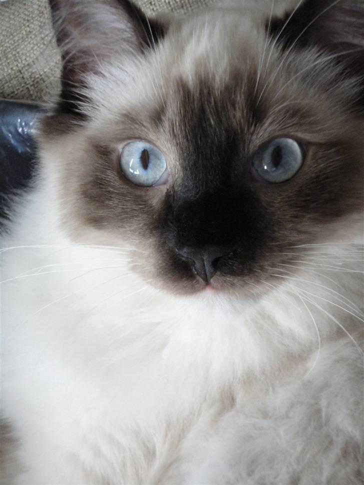 Ragdoll Snow Bear / Kenai - Nyt billede 12