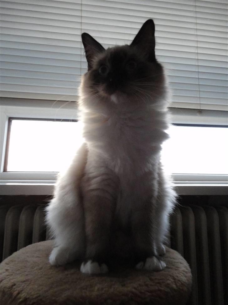 Ragdoll Snow Bear / Kenai - Nyt billede 13