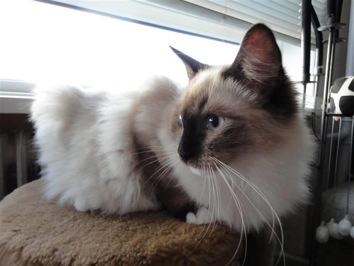 Ragdoll Snow Bear / Kenai - Nyt billede 14