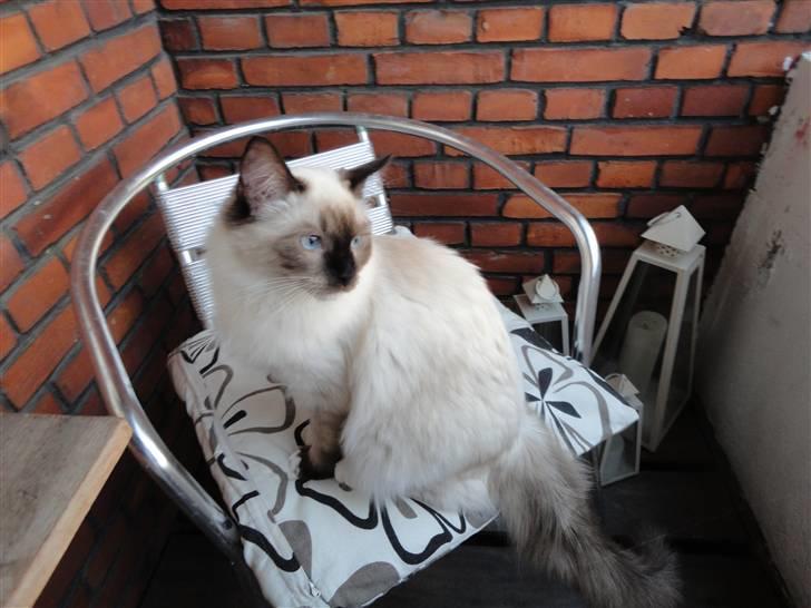 Ragdoll Snow Bear / Kenai - Nyt billede 15