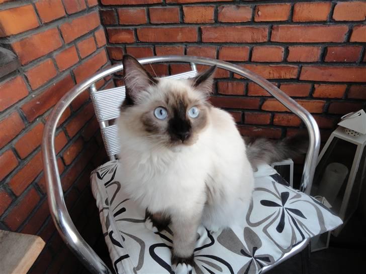 Ragdoll Snow Bear / Kenai - Nyt billede 16