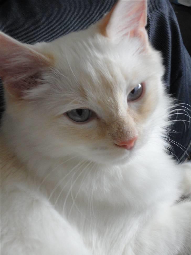 Ragdoll Ice Age / Chivas - Nyt billede 11
