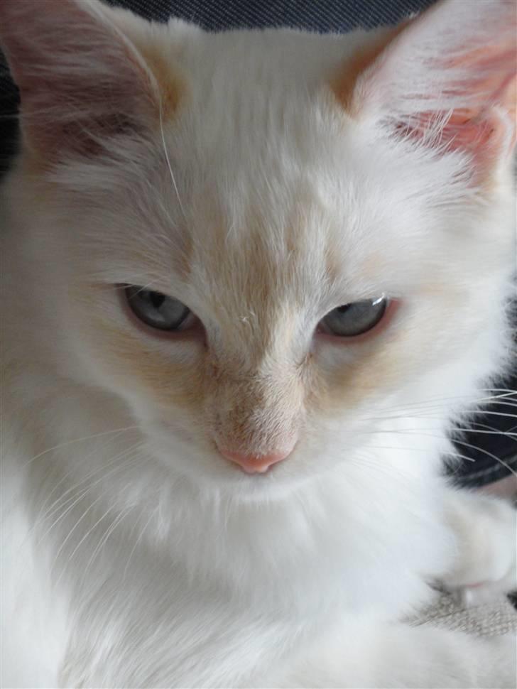 Ragdoll Ice Age / Chivas - Nyt billede 12