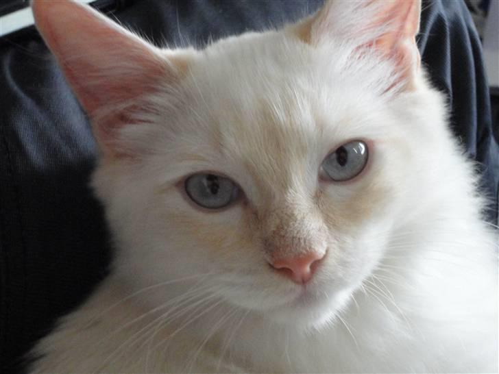 Ragdoll Ice Age / Chivas - Nyt billede 13