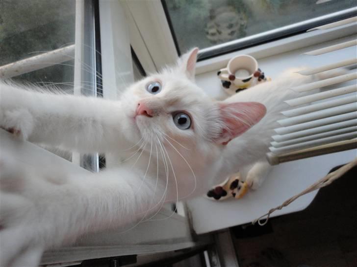 Ragdoll Ice Age / Chivas - Nyt billede 14