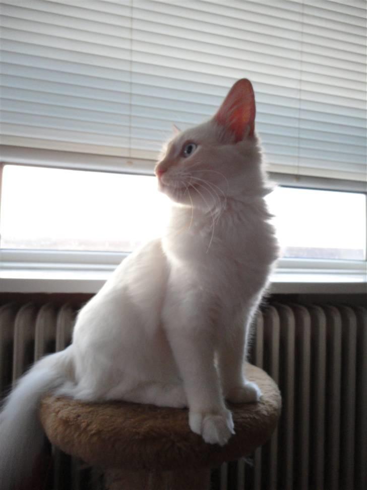 Ragdoll Ice Age / Chivas - Nyt billede 15