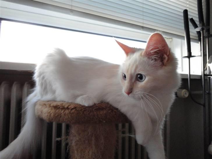 Ragdoll Ice Age / Chivas - Nyt billede 16