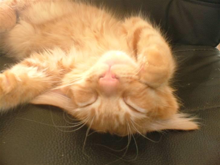 Maine Coon Joe the Bandit (Bandit) - Fars stol er altså god! billede 12