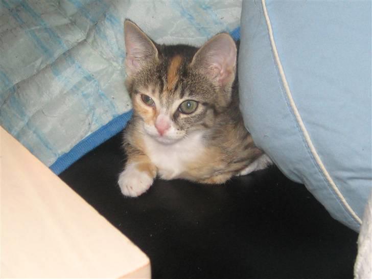 Blanding af racer miw billede 14