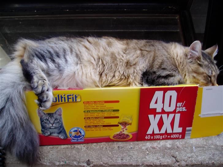 Blanding af racer Frigg - "....Aahhh...*smask, smask*.." billede 7