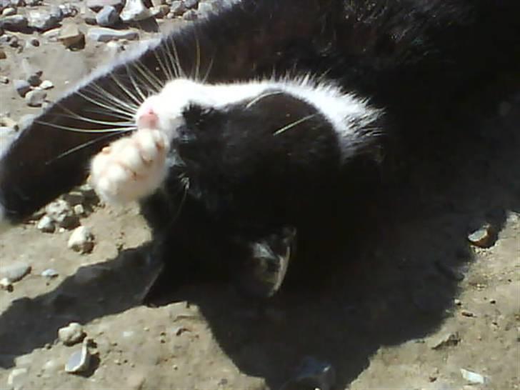 Blanding af racer Domino "DØD" - åhhh det´ varmt... :D billede 11