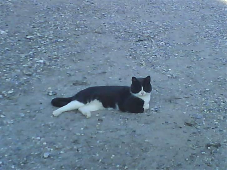 Blanding af racer Domino "DØD" billede 12