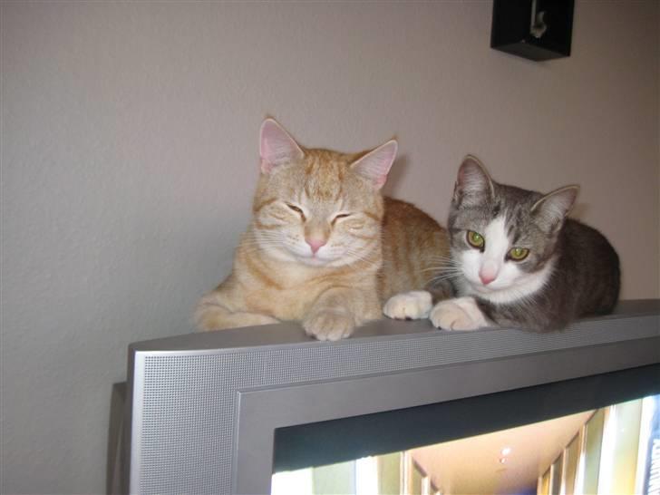 Huskat Malibu billede 17