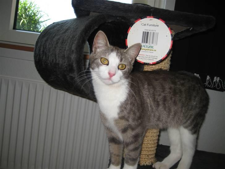 Huskat Malibu billede 18