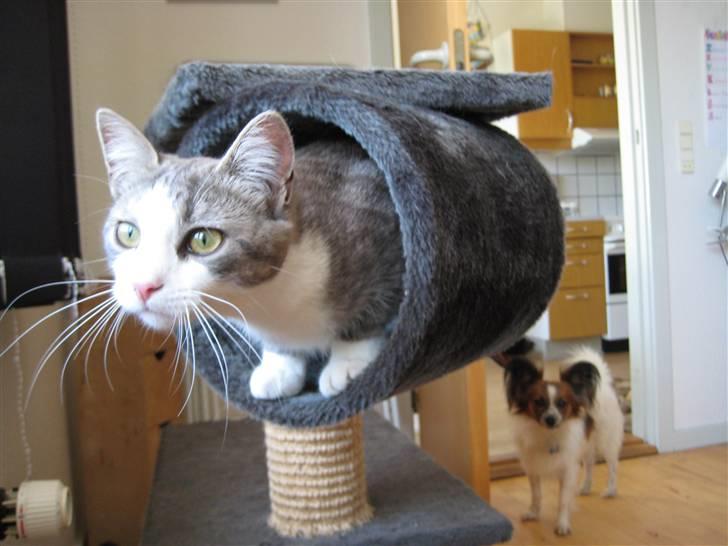 Huskat Malibu billede 19