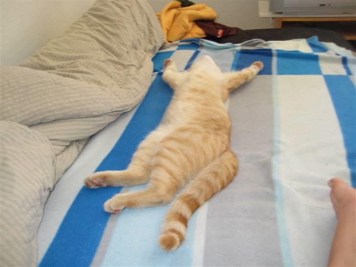 Huskat Bailey billede 10