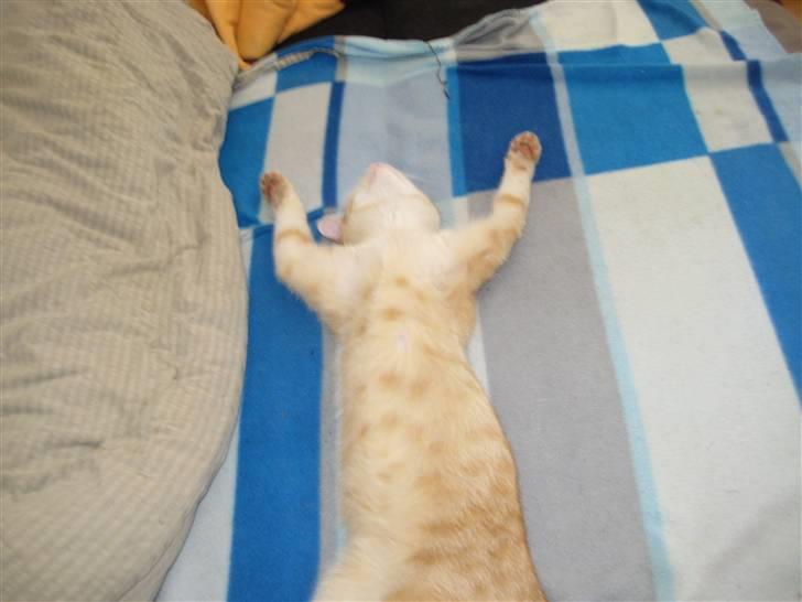 Huskat Bailey billede 11